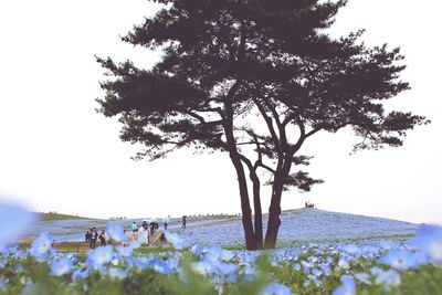 Close-up of tree by sea against clear sky