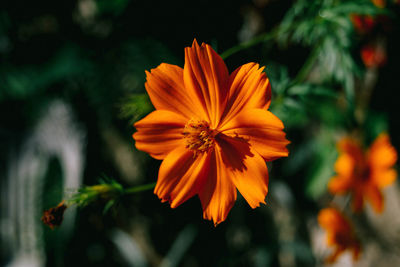 flowering plant