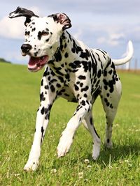 Close-up of dog on field