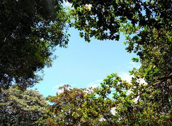 Low angle view of tree against sky