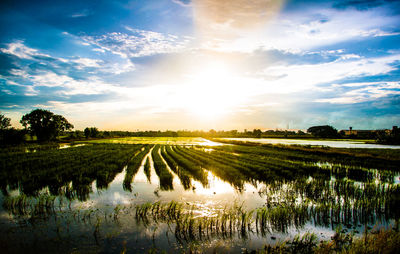 Scenic view of agricultural field against sky during sunset