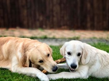 Close-up of golden retriever relaxing outdoors