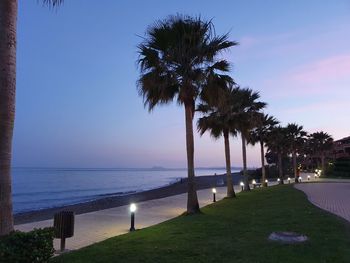 Palm trees on beach against sky