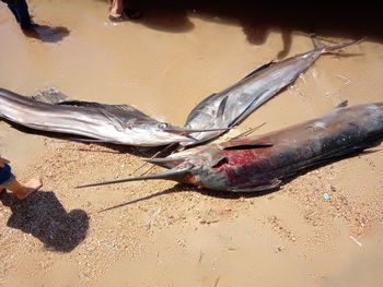 Dead fish on sand at beach