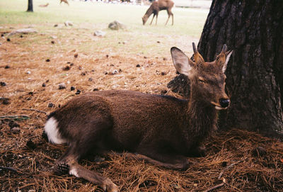 Deer in a field