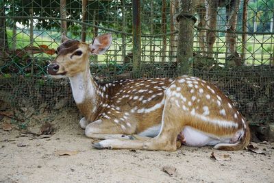 View of deer in zoo