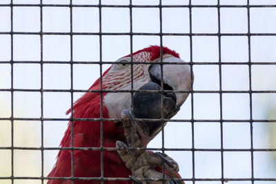 Close-up of a macaw parrot in cage