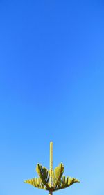 Low angle view of plant against blue sky