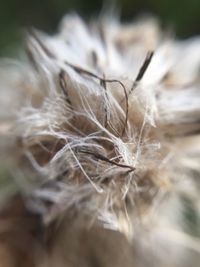 Close-up of wilted flower