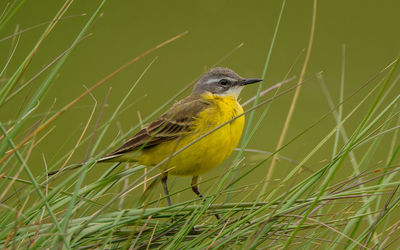 Close-up of bird perching on plant