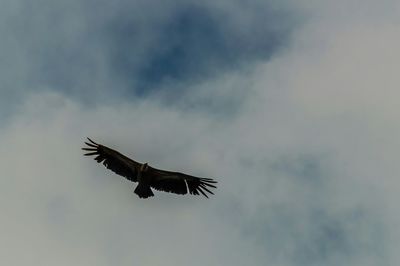 Low angle view of birds flying in sky