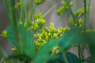 Close-up of plant