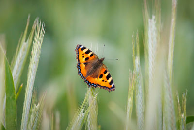 Close-up of butterfly on plant