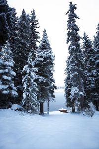 Snow covered land and trees against sky