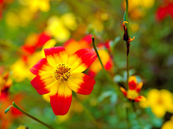 Close-up of honey bee on red flowers