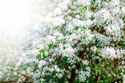 Close-up of white flowering plant