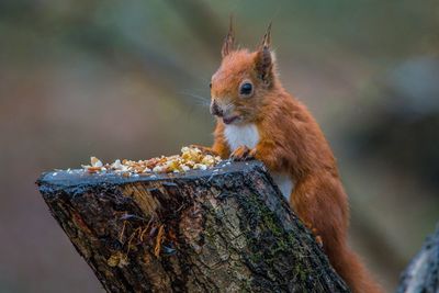 Close-up of squirrel on tree stump