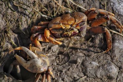 Close-up of insect on rock