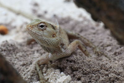 Close-up of lizard on rock