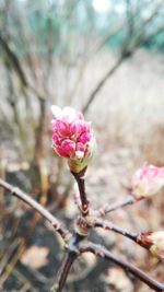 Close-up of pink flower blooming outdoors