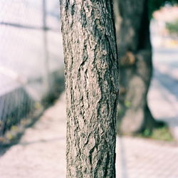 Close-up of tree trunk