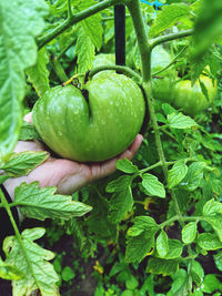 Close-up of green leaves