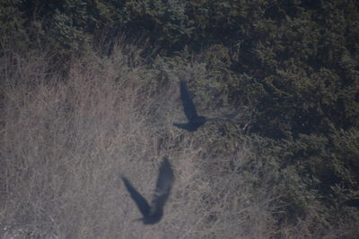 High angle view of bird flying over sea