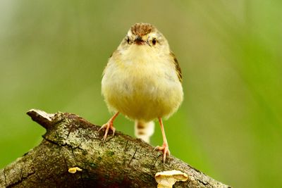 Close-up of bird perching on a tree