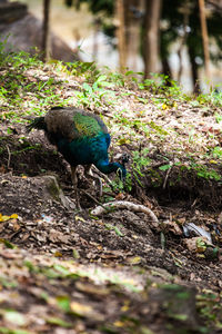 Close-up of peacock perching on field