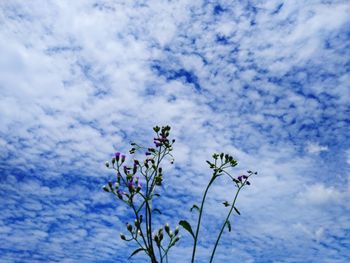 Low angle view of flowering plant against blue sky