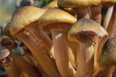 Close-up of mushrooms growing on wood