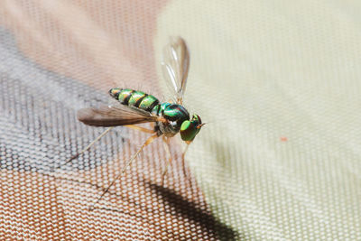 Macro shot of fly