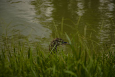 View of a bird on field