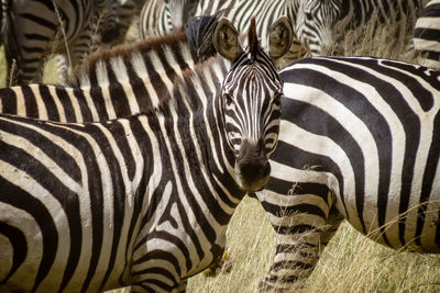 Close-up of zebra