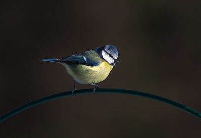 Close-up of birds