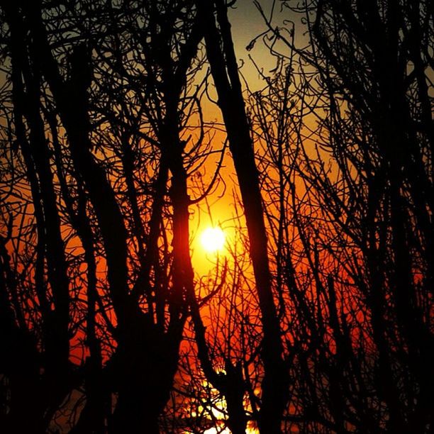 sunset, silhouette, sun, tree, branch, bare tree, orange color, tranquility, beauty in nature, scenics, nature, tranquil scene, sky, back lit, idyllic, sunlight, low angle view, glowing, lens flare, growth