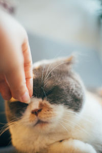 Close-up of a cat with eyes closed