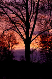 Silhouette of trees at sunset
