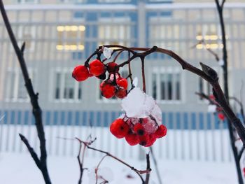 Close-up of red berries on plant during winter