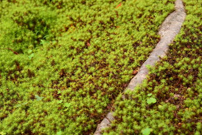 High angle view of moss covered land