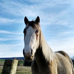 Horse standing against the sky