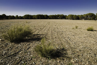 Trees on grassy field