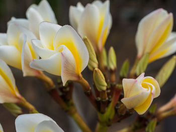 Close-up of white rose flower