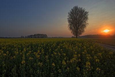 Scenic view of field against sky during sunset