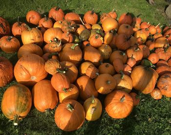 Fall pumpkins 