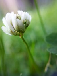 Close-up of flower against blurred background