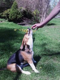 Dog lying on grass