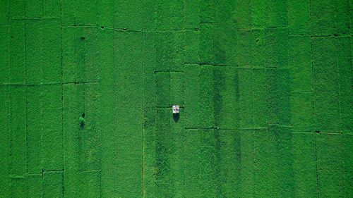 Full frame shot of rice paddy