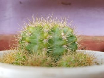 Close-up of cactus plant