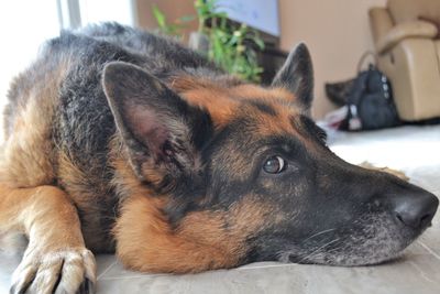 Close-up of a dog resting